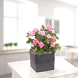5170-rosa-rose-im-topf.png
