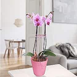 5178-pinke-orchidee-mit-buddha-stecker.png