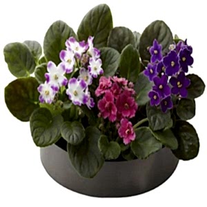african-violets-in-ceramic-bowl-111264_1024x1024.jpg