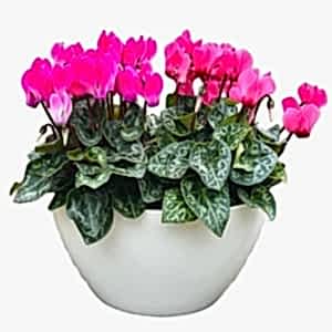 amazing-cyclamen-pot-296077_1024x1024.jpg
