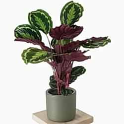calathea-medallion-large_500.jpg