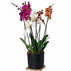 deluxe-orkide-serisi-6-dalli-3-renk-orkide_500.jpg