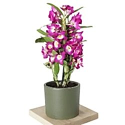 dendrobium-kokulu-orkide_500.jpg