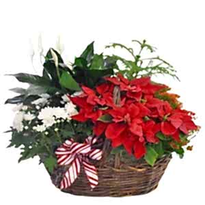 festive-plant-in-the-basket-830317_1024x1024.jpg