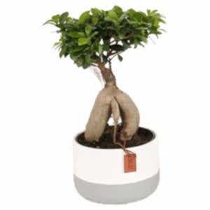 ficus-microcarpa-45cm-791085_1024x1024.jpg