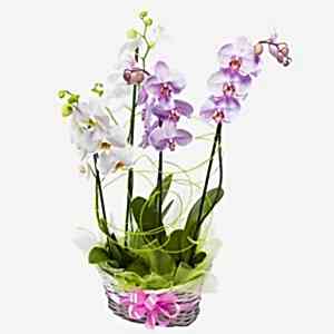 pink_white_orchids_arrangement.jpg
