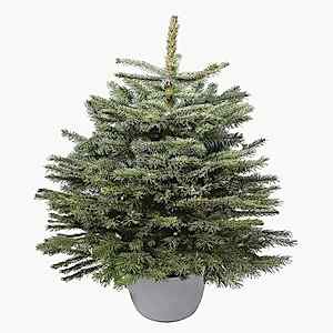 real-christmas-tree-pot-grown-blue-spruce-591503_1024x1024.jpg