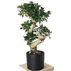 s-govdeli-bonsai-agaci-large_500.jpg