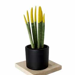 sansevieria-yellow-renkli-pasa-kilici-sari_500.jpg